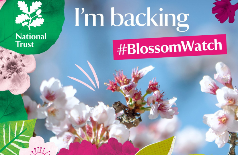 National Trust Blossom Watch graphic
